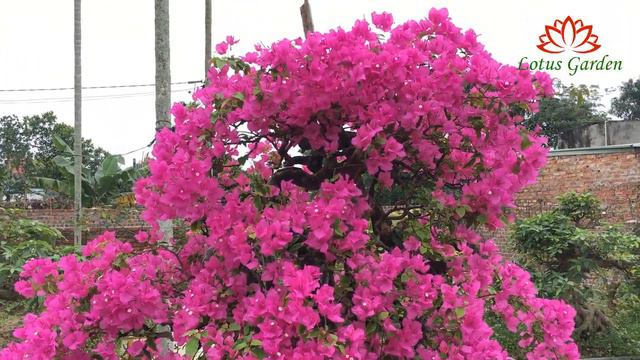 The bougainvillea is a beautiful flower that blooms all year round смотреть онлайн