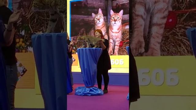 Пиксибоб представление породы на Кетсбурге смотреть онлайн