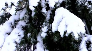 Белый цвет для детей. Учим цвета.