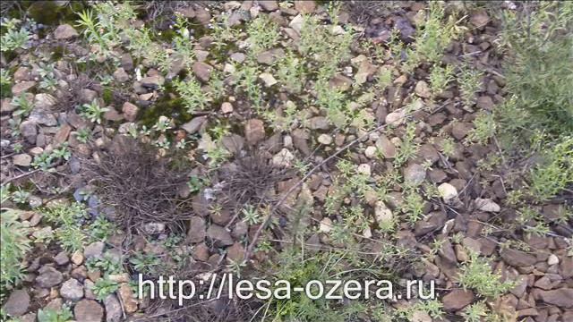 Вырица и её окрестности.wmv