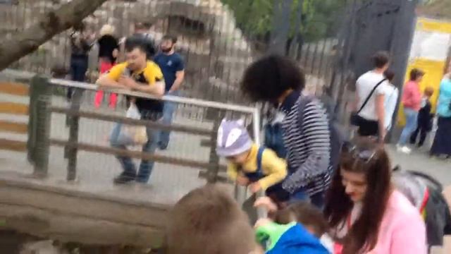 Московский зоопарк .Алиса и пеликаны!!! смотреть онлайн