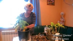Бругмансия. Работы с черенками зимой. Укоренение, посадка, уход, хранение, болезни.