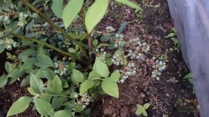 ГОЛУБИКА садовая на второй год . Результаты. Blueberries in the garden