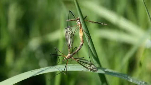 Однодольні та дводольні рослини смотреть онлайн