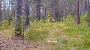 Осенние нашествие Груздей ! Собирай  грибы грузди  столько ,сколько унесешь ! Море груздей !