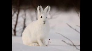 Стих про зайцев!??????