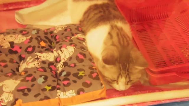 Выставка кошек в Сургуте. Аура смотреть онлайн