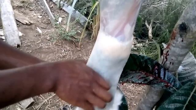 How to slaughter a rabbit (traditional)- Step by Step смотреть онлайн
