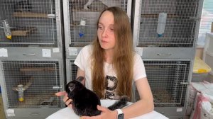 Из-за чего может умереть шиншилла? | Болезни шиншилл и как их лечить