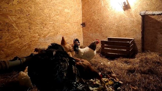 КУПИЛИ ДОМ В ДЕРЕВНЕ. Переселили кур в тёплый сарай.Украшаем дом к НОВОМУ ГОДУ. ВЛОГ? смотреть онлайн