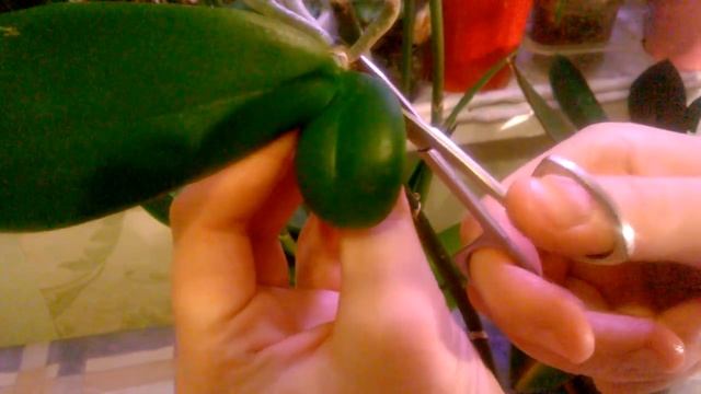 Отделение деток от материнского растения Фаленопсиса AIKO _ Размножение орхидей Фаленопсис _ смотреть онлайн