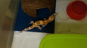 Пятнистный Эублефар (Раптор) первый раз ест замороженного сверчка