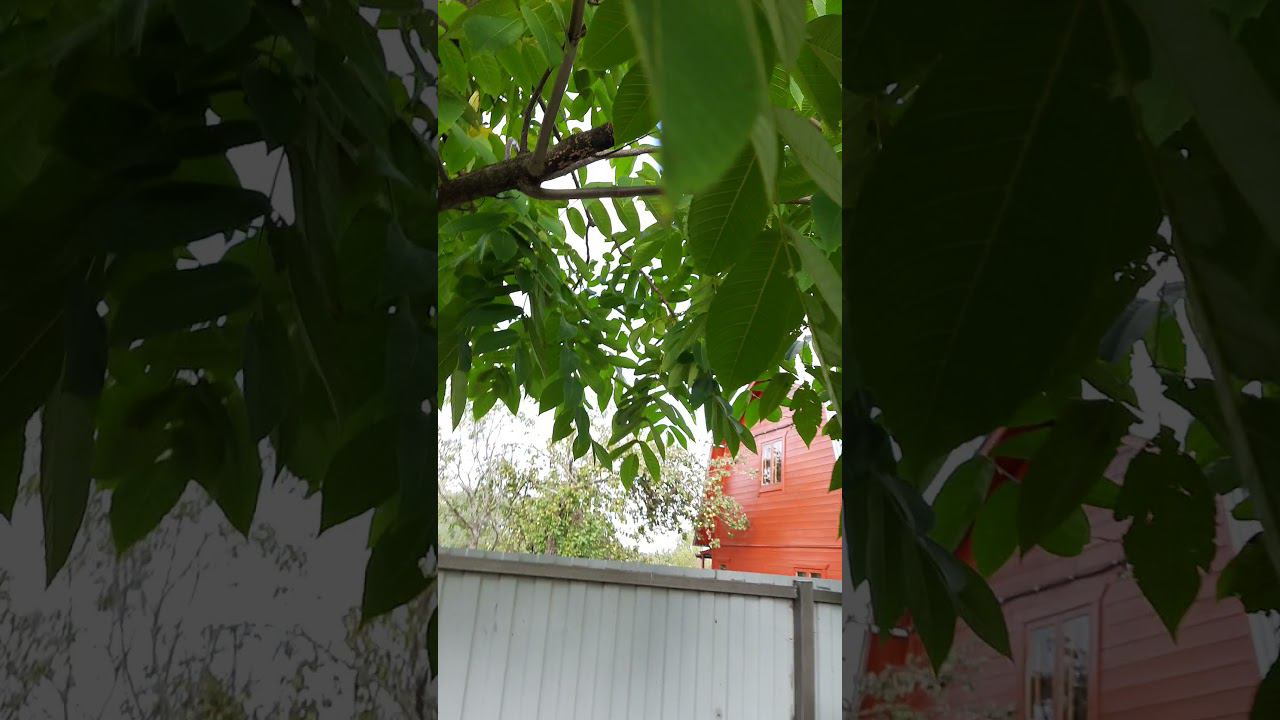 Говорят если съедать по одному ореху в день будешь здоров как бык смотреть онлайн