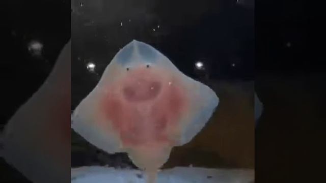 дети ската смотреть онлайн