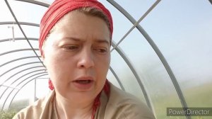 Выгодно ли выращивать клубнику в теплице