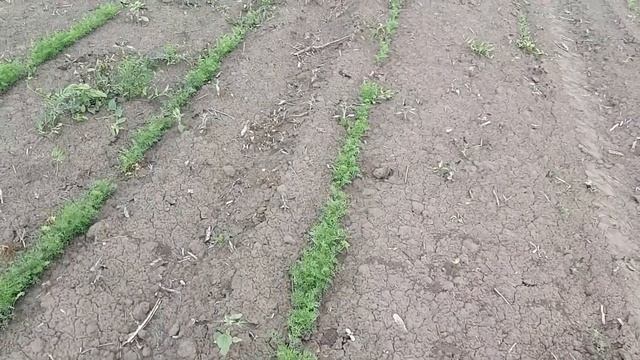 Укроп аллигатор 2019 смотреть онлайн