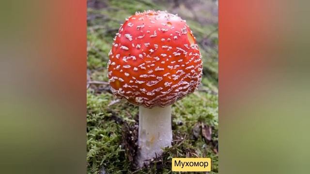 Ознайомлення з природним довкіллям:"Гриб,грибочок"(середня група) смотреть онлайн