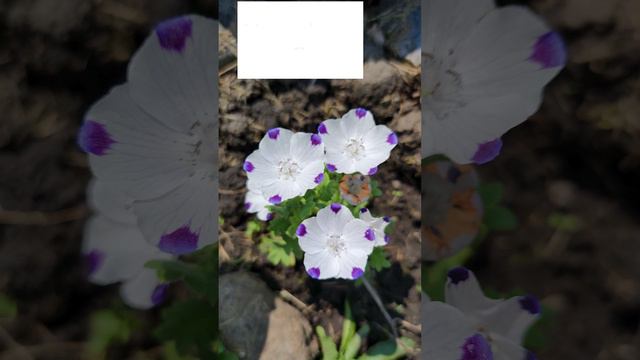 Немофила Божья коровка. (Nemophila maculata).😍