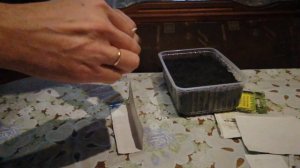 Подготовка земли и посев семян табака.