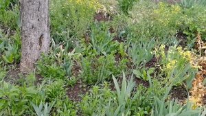 Сажаю дерево.Посадил саженец дуба
