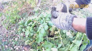 Чёрная редька на биогумусе. Выращивание редьки в открытом грунте. Урожай чёрной редьки 2020г.