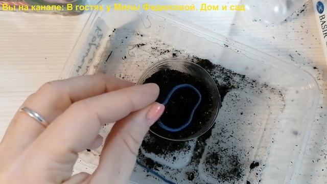 Пересадка (пикировка) эустомы.  Сооружаю фитильный полив для эустомы