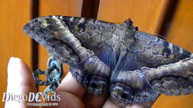 Ascalapha odorata - Black Witch Moth (Noctuidae - Erebidae) Mariposa bruxa смотреть онлайн