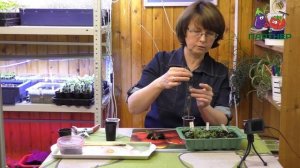 Пикировка земляники - самый правильный способ пикировки рассады!