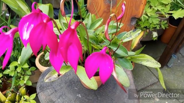 ОРХИДЕИ. Масдеваллия/masdevallia  coccinea или орхидея фламинго ☺