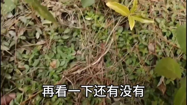 老罗上山踩到狗屎运，碰到一片片乌枞菌，叫小曾送桶来装运气爆棚 смотреть онлайн