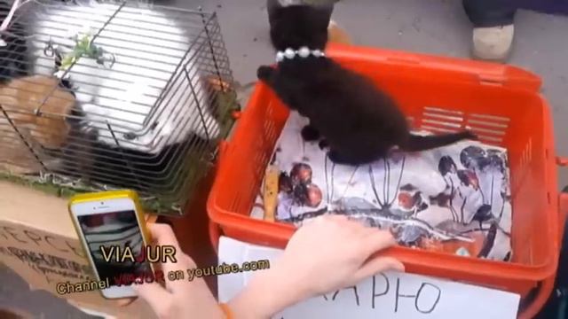 Kittens on the market.Котята "не на суп!" смотреть онлайн