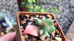 Echeveria Trampet Pinky