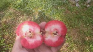 Яблоня красномясая сорт осенний Цирцея(Apple Circe). Дегустация