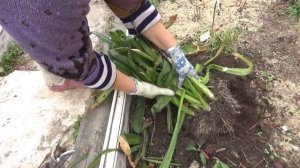 Гальтония, монбреция-луковичные многолетние цветы,не зимуют у нас в от.гр.