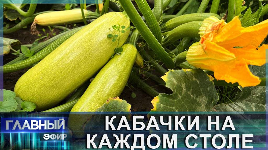 Как заработать на кабачках, чем полезен этот овощ и какой на вкус. Главный эфир