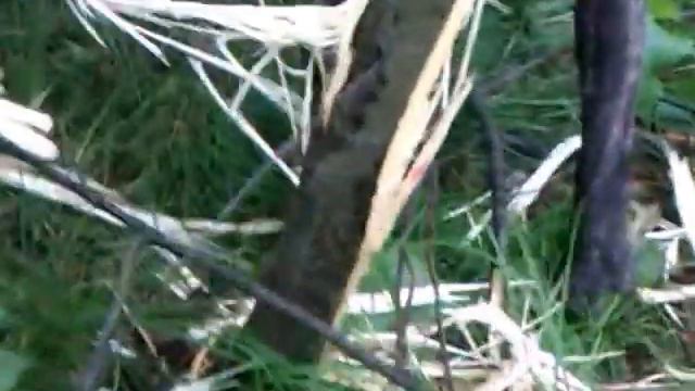 Питбуль грызет смотреть онлайн