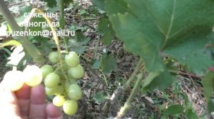 Белая роза виноград селекции Калугина (Пузенко Наталья Лариасовна)