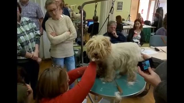 Grooming seminar - West Highland White Terrier grooming смотреть онлайн