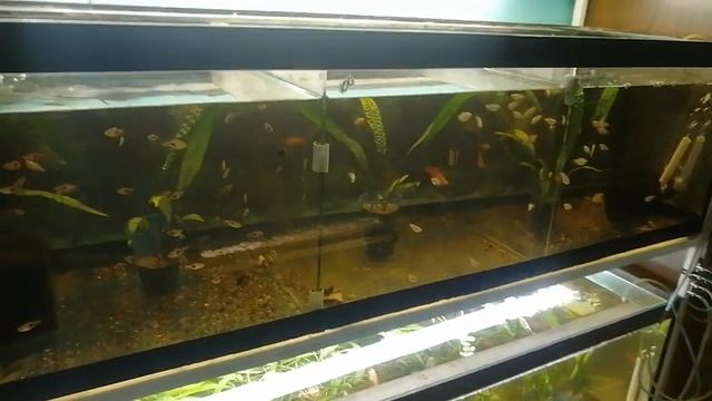 Обзор стойки с рыбками 700 литров. Продажа рыбок. Разведение рыбок. Мини разводня дома смотреть онлайн