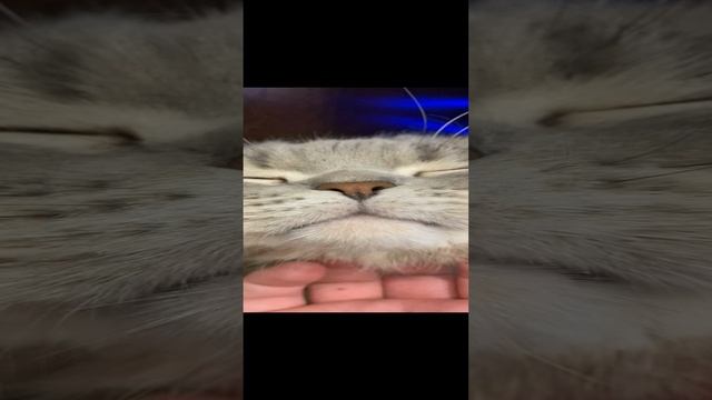Пуше нравится / Pusha likes it