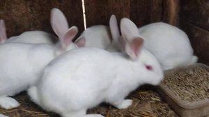Кролики Паннон Белый