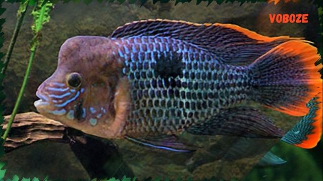 Акара Бирюзовая. Содержание, совместимость, разведение в аквариуме. смотреть онлайн