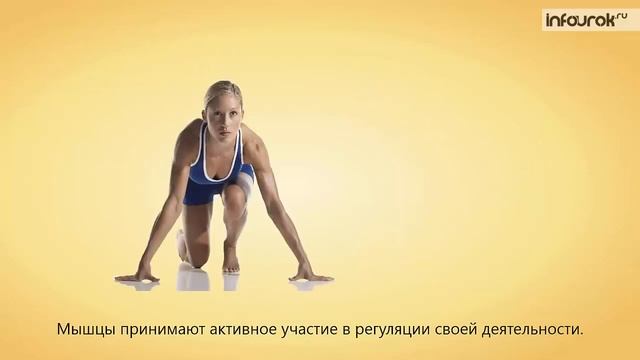 Работа мышц и её регуляция Биология 8 класс #15 Инфоурок смотреть онлайн