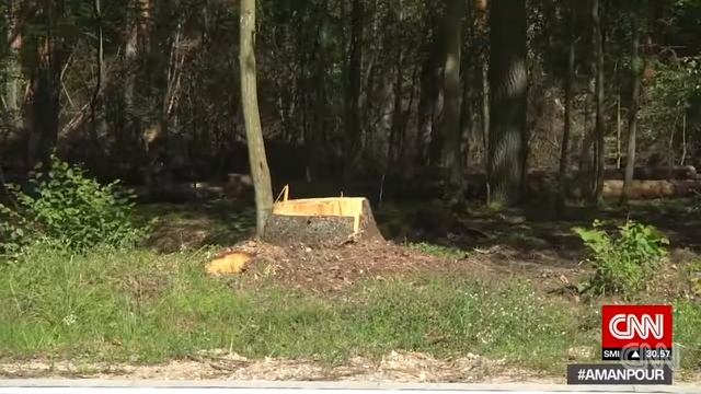 Europe's last primeval forest in danger смотреть онлайн