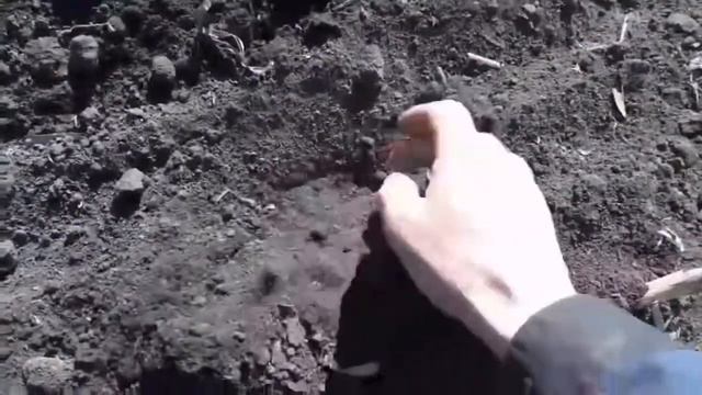 Сеялка Атрия 8 NoTill в работе смотреть онлайн