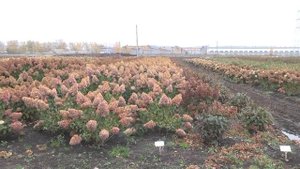 Как подготовить гортензии к зиме