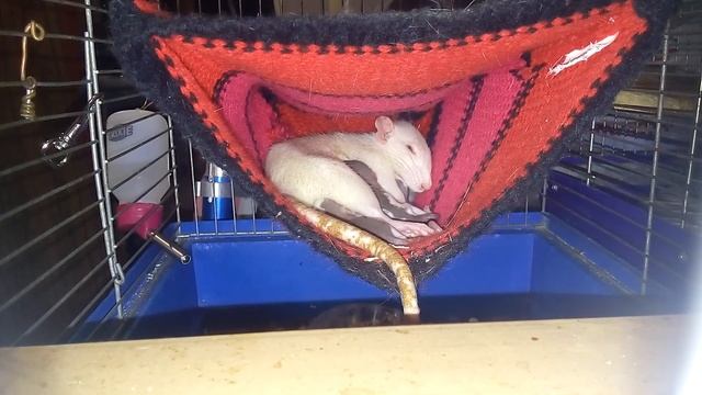 КРЫСЯТА ДАМБО С МАМОЙ В ГАМАКЕ | Хомячуля: Secret Life Hamster - Pets