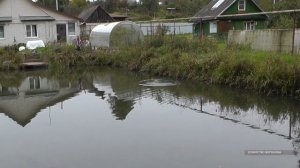 Так клюёт щука в своём пруду. Упустишь и не жалко. Три поклёвки