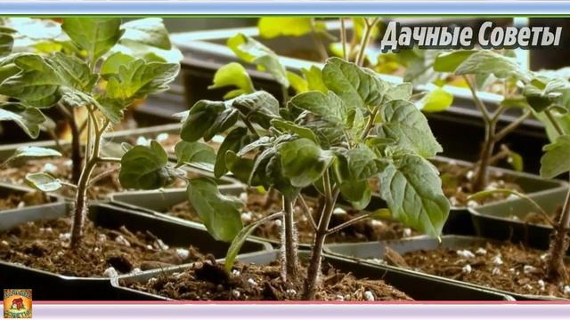 Что посеять в МАРТЕ на рассаду Вот какие ОВОЩИ нужно посеять в марте Оптимальные СРОКИ ПОСЕВА СЕМЯН