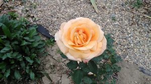 Роза Луи де Фюнес. Louis de Funes rose. Осенний цветок